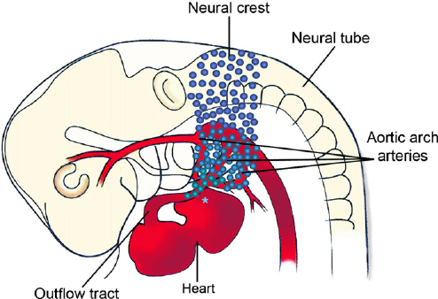 Cranial-NCC.png