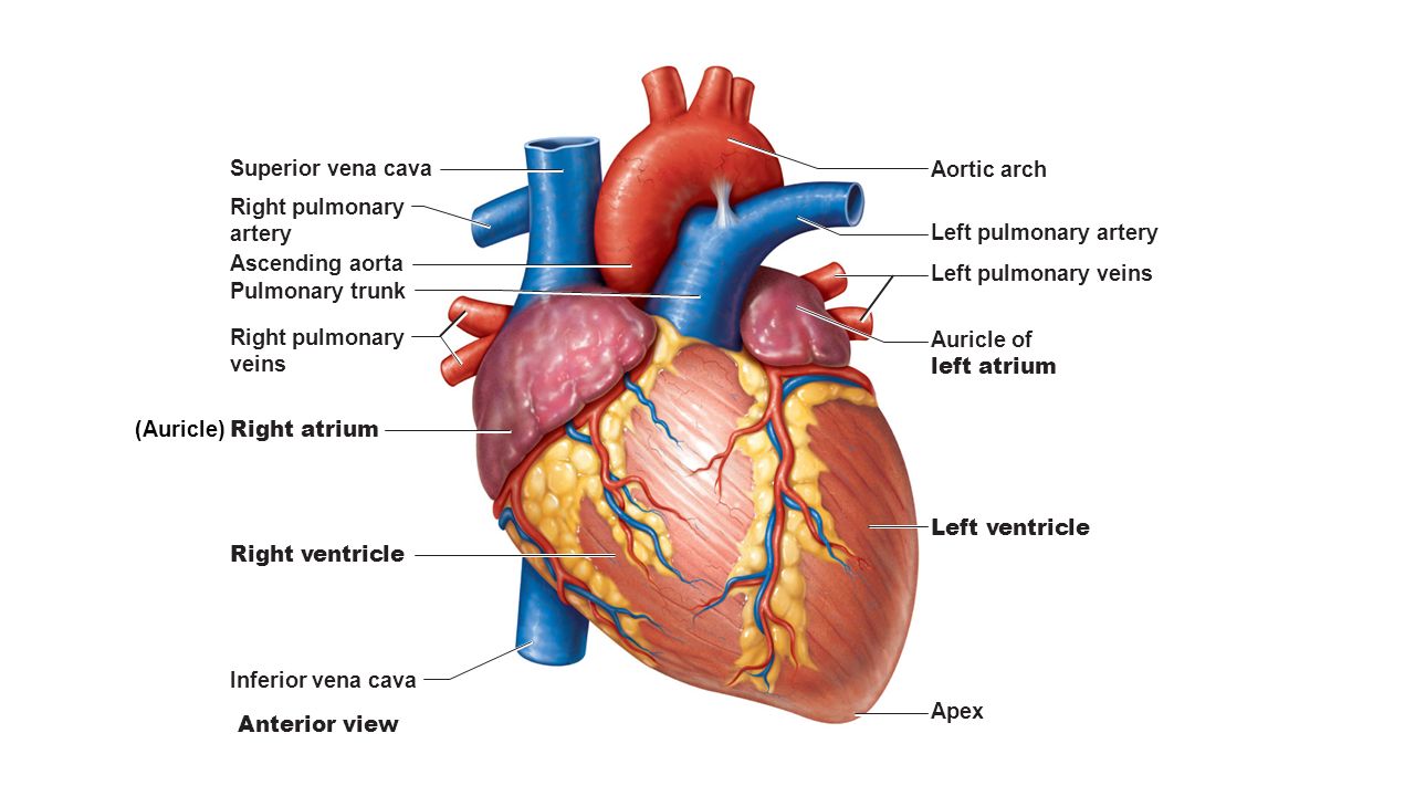 Normal-heart-anatomy.jpg