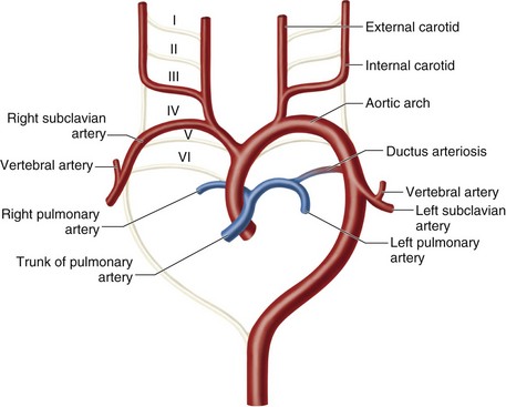 aortic-arches.jpg