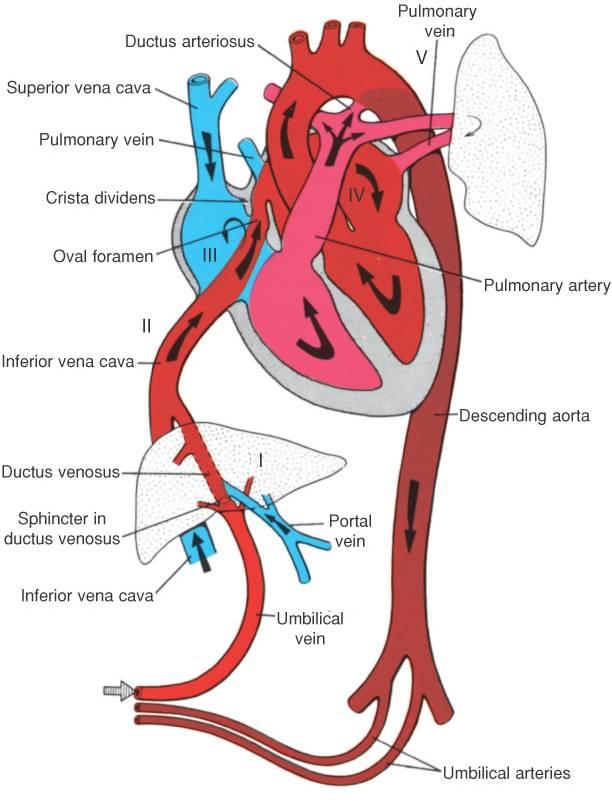 ductus-venosus.jpg