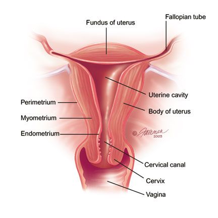 uterus-anatomy.jpeg